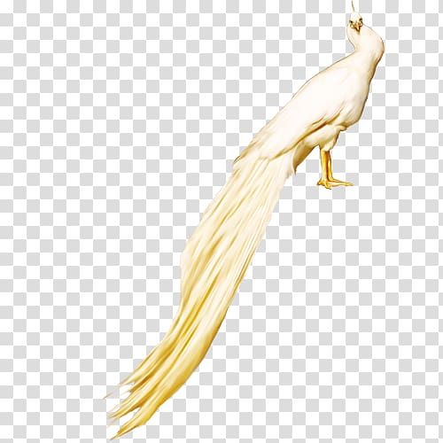 white,rock,dove,peacock,animals,black white,peacock feather,bird,encapsulated postscript,feather,asiatic peafowl,white background,white flower,white smoke,adobe illustrator,red,background white,yellow,peafowl,white rock,rock dove,white peacock,fig,png clipart,free png,transparent background,free clipart,clip art,free download,png,comhiclipart