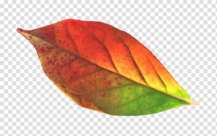 others,leaf,illustrator,desktop wallpaper,autumn leaf,autumn,transparency and translucency,plant,information,gimp,display resolution,computer icons,camera,рыбы,png clipart,free png,transparent background,free clipart,clip art,free download,png,comhiclipart