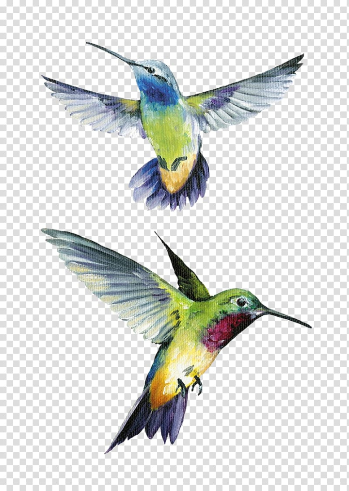 floral,design,allposters,com,audit,watercolor painting,poster,fauna,wildlife,flower,framing,canvas,bird,feather,organism,pollinator,hummingbird,allposterscom,drawing,decorative arts,coraciiformes,beak,wing,painting,floral design,two,blue,green,hummingbirds,png clipart,free png,transparent background,free clipart,clip art,free download,png,comhiclipart
