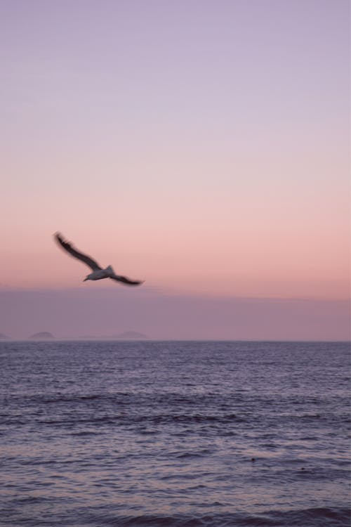 water,sky,bird,wing,horizon,seabird,dusk,calm,sunrise,wind wave,pexels