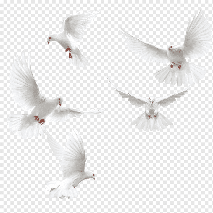 white,animals,black White,wings,chicken Wings,material,feather,angel Wing,peace Dove,dove,pigeons And Doves,raster Graphics,rGB Color Model,rock Dove,angel Wings,white Flower,wing,pigeon Picture Material,pigeon,dove Pattern,creativity,feige,fly,beak,peace,Columbidae,Bird,Squab,Creative,White dove,png,transparent,free download,png