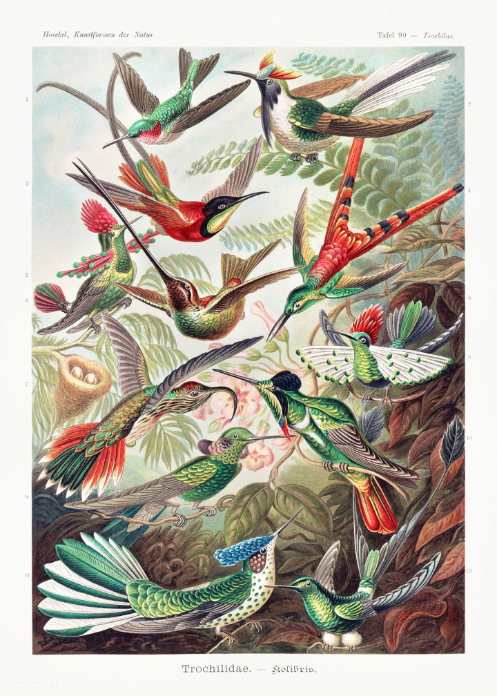 bird,ernst haeckel,art,poster,hummingbird,vintage illustration,feather,animal illustration,public domain,animal,nature,wing