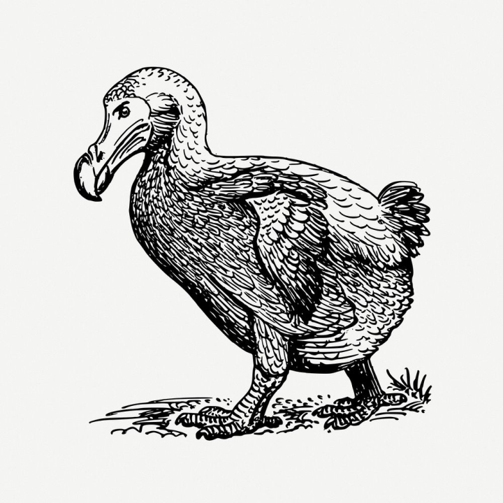 Dodo bird drawing, animal vintage | Free PSD - rawpixel - PSD - Free ...
