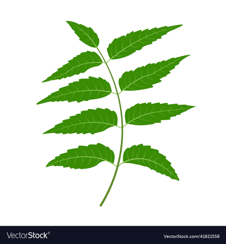 vectorstock,Neem,Leaves,Leaf,Nature,Ayurveda,Tree,Natural,Green,Medicine,India,Isolated,Environment,Health Care,Ayurvedic,White,Plant