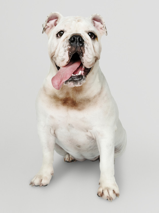 mouth open,sticking out,purebred,pooch,sticking,english bulldog,adorable,canine,pedigree,pup,silly,breed,solo,domestic,little,small,best friend,looking,smiling,alone,tongue,leg,bulldog,puppy,portrait,sitting,expression,happiness,hanging,background white,cute animals,best,paw,young,friend,cute background,studio,psd,english,gray background,funny,open,gray,fun,mouth,pet,white,happy,white background,cute,animal,dog,background