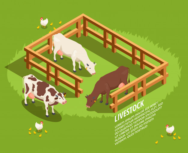 paddock,pasture,butchery,livestock,poultry,composition,merchandise,cattle,rural,commercial,scene,chick,hen,butcher,meal,beef,eating,outdoor,fence,wooden,village,product,agriculture,meat,isometric,cow,3d,shop,grass,chicken,farm,animal,bird,character,nature,food