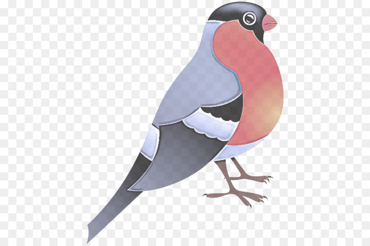 bird,beak,rock dove,pigeons and doves,png
