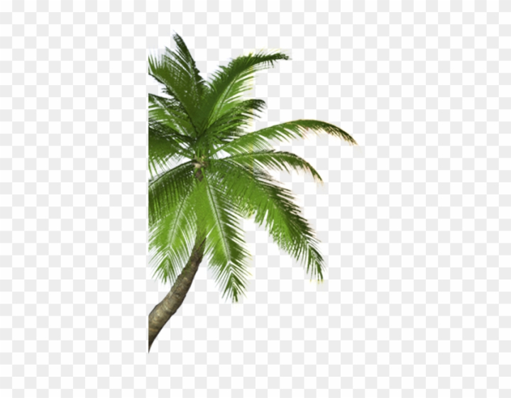 home,leaf,beach,trees,house,flower,summer,wood,real estate,family tree,coconut oil,forest,building,nature,fruit,leaves,business,plant,tree,three,estate,christmas tree,tropical,branch,construction,tree of life,sun,tree silhouette,architecture,tree branch,pineapple,flowers,property,abstract christmas tree,coconut tree,red christmas tree,realtor,oak tree,coconut leaf,pine tree,png,comclipartmax