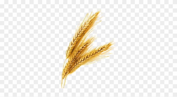 nature,stalk,banner,barley,corn,wheat harvest,logo,sign,food,shape,frame,healthy,vector design,agriculture,flower vector,crop,field,oats,plant,bread,farm,seed,asian,rice,harvest,wheat grain,background,wood grain,landscape,breakfast,asia,symbol,natural,organic,rice grain,rice bowl,wheat,pasta,farming,cereal,png,comclipartmax